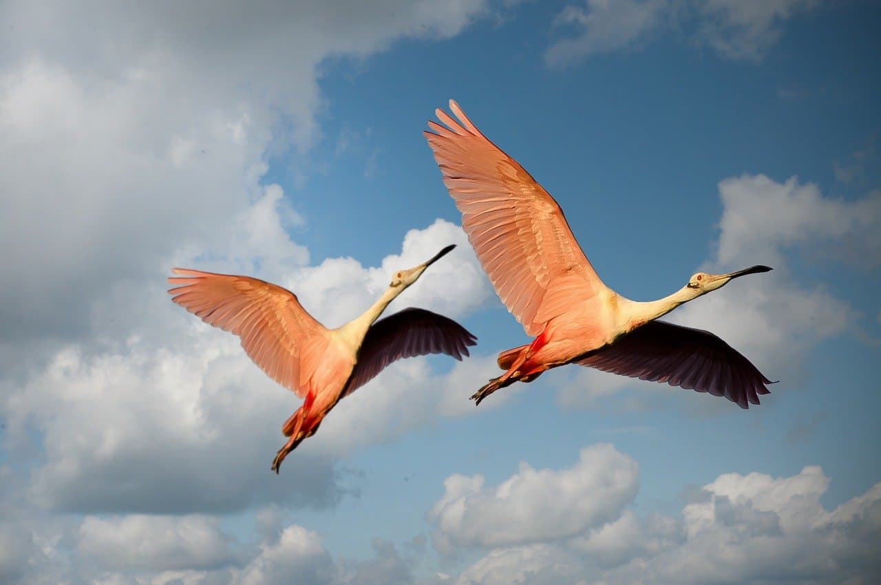 Reserva de excursiones de avistamiento de Aves