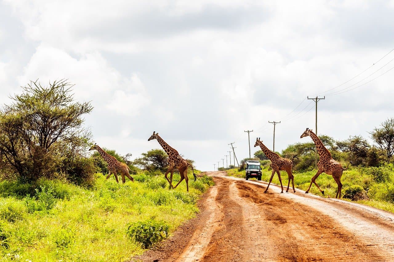 Mejores Parques Naturales para hacer Safaris
